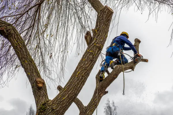 New Creation Tree Experts's other services