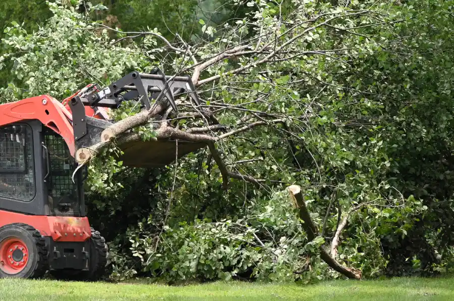 Professional Tree Company in Glenn Dale, MD Professional Tree Company in Glenn Dale, MD