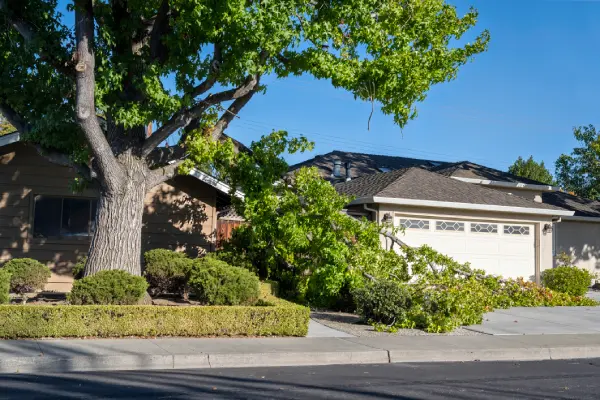 Tree Cutting Service