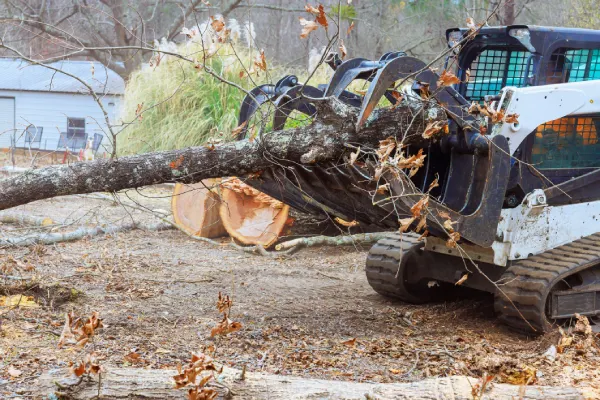 Tree Removal