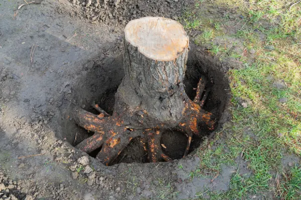 Tree Stump Removal