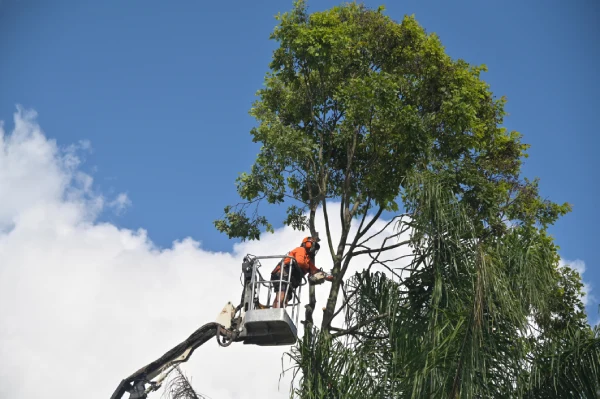 Tree Trimming