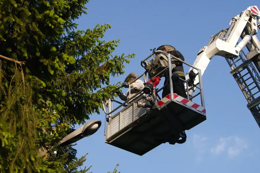 Affordable Tree Trimming Glenn Dale, MD