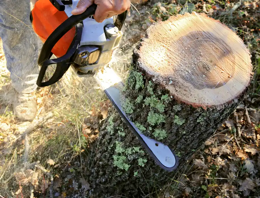 Excellent Tree Cutting Service Glenn Dale, MD Excellent Tree Cutting Service Glenn Dale, MD
