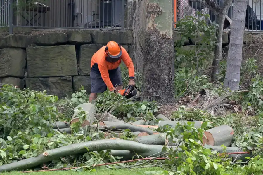 Experienced Tree Removal Glenn Dale, MD