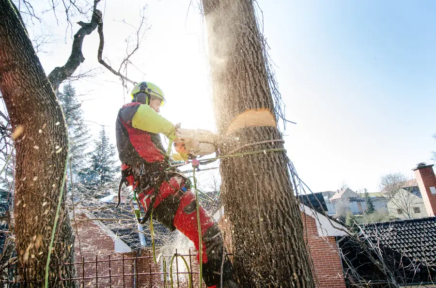 Expert Tree Cutting Service Glenn Dale, MD Expert Tree Cutting Service Glenn Dale, MD