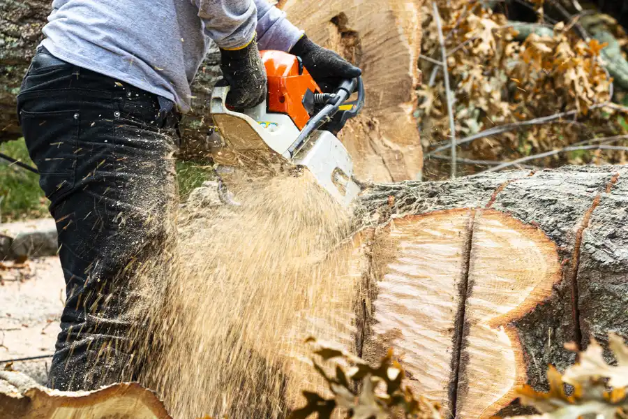How Stump Removal Can Improve Your Yards Usability Glenn Dale, MD