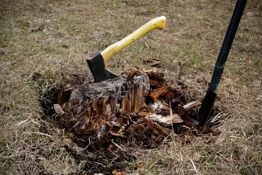How Stump Removal Can Improve Your Yards Usability in Glenn Dale, MD