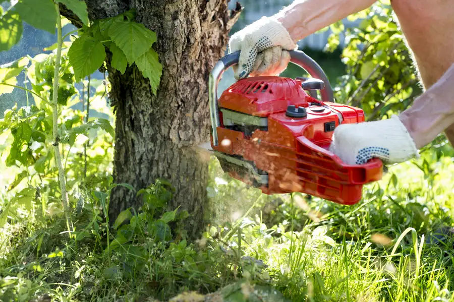 How Tree Removal Improves Yard Space And Curb Appeal Glenn Dale, MD