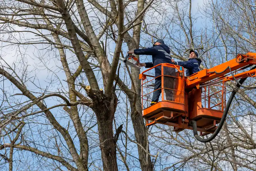 How Tree Removal Improves Yard Space And Curb Appeal in Glenn Dale, MD