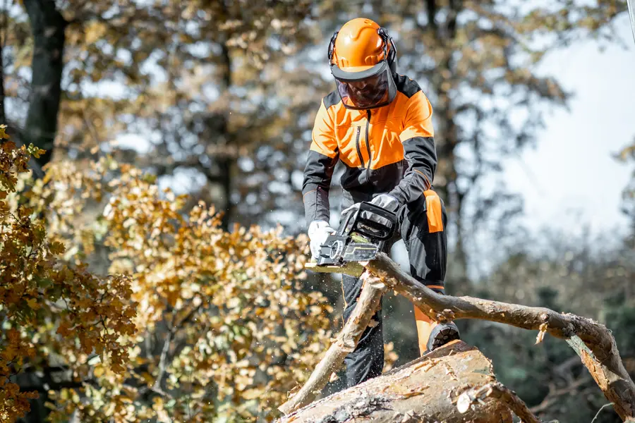 Local Tree Cutting Service Glenn Dale, MD Local Tree Cutting Service Glenn Dale, MD