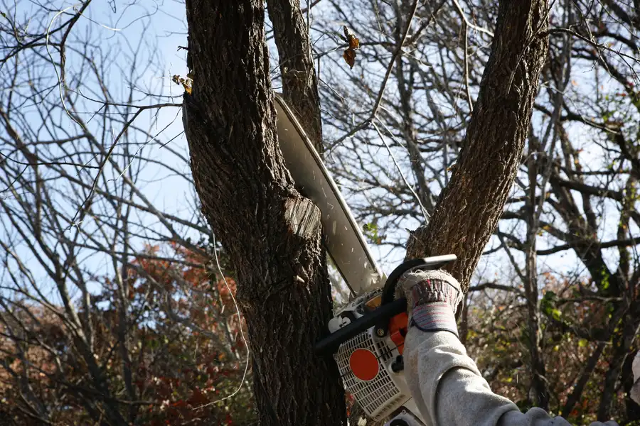 Premium Tree Removal Glenn Dale, MD