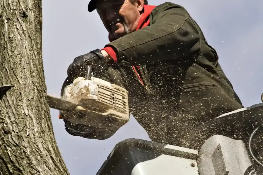 Professional Tree Removal Glenn Dale, MD
