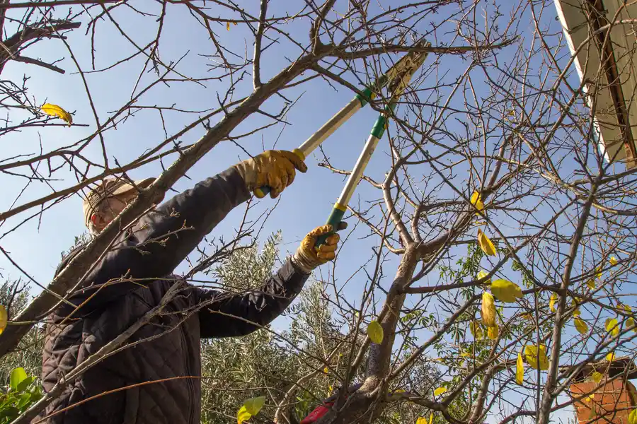 Reliable Tree Trimming Glenn Dale, MD