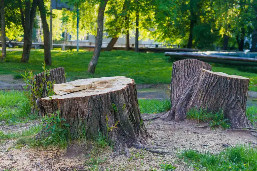 Reputable Tree Stump Removal Glenn Dale, MD