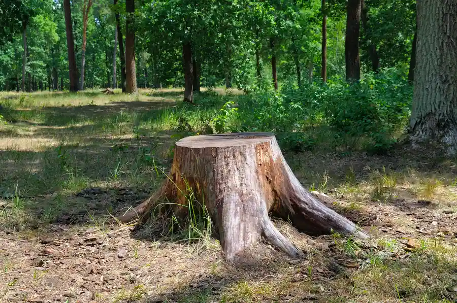 Superior Tree Stump Removal Glenn Dale, MD