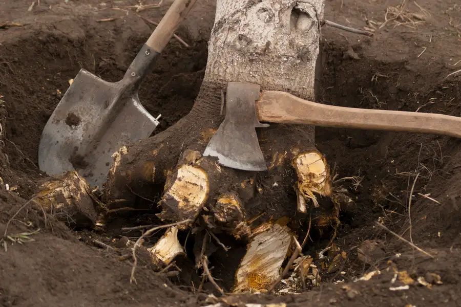 The Environmental Impact Of Tree Stump Removal Methods Glenn Dale, MD