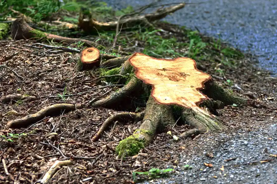 The Environmental Impact Of Tree Stump Removal Methods in Glenn Dale, MD