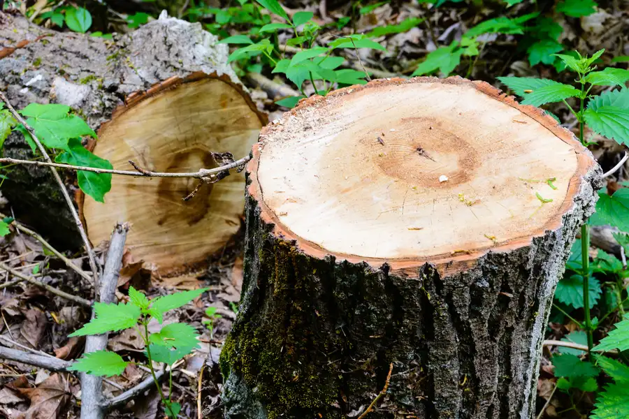 The Impact Of Tree Removal On Property Maintenance Glenn Dale, MD
