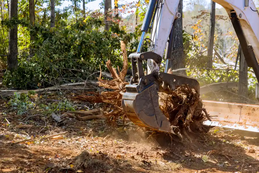 Top-rated Tree Stump Removal Glenn Dale, MD