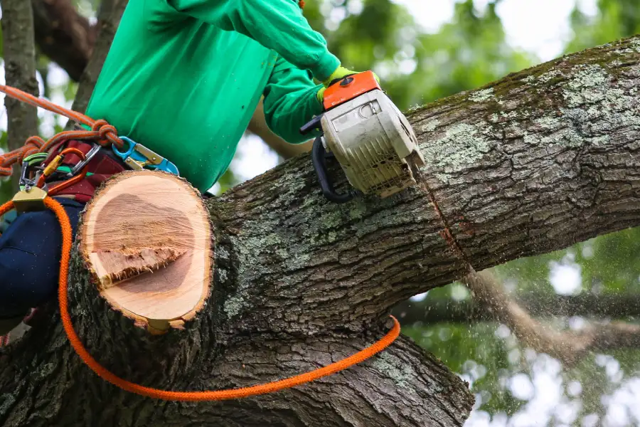 Tree Trimming For Healthier And Safer Trees Glenn Dale, MD