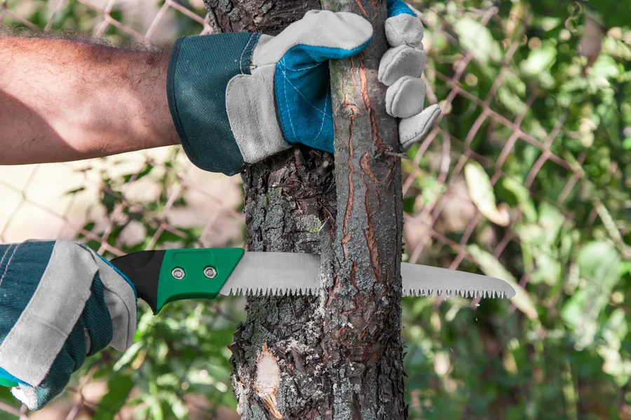 Tree Trimming For Healthier And Safer Trees in Glenn Dale, MD