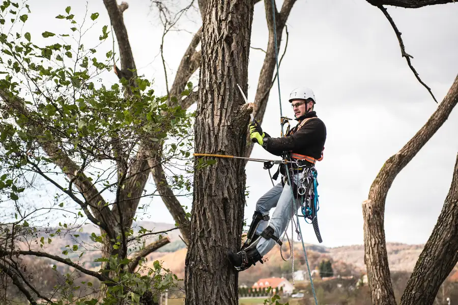 Tree Trimming For Long Term Tree Maintenance Glenn Dale, MD