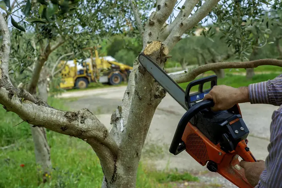 Tree Trimming For Long Term Tree Maintenance in Glenn Dale, MD