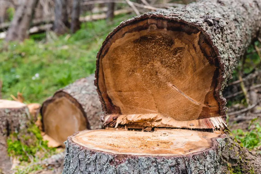 Why Tree Cutting Service Is Crucial For Utility Line Safety in Glenn Dale, MD