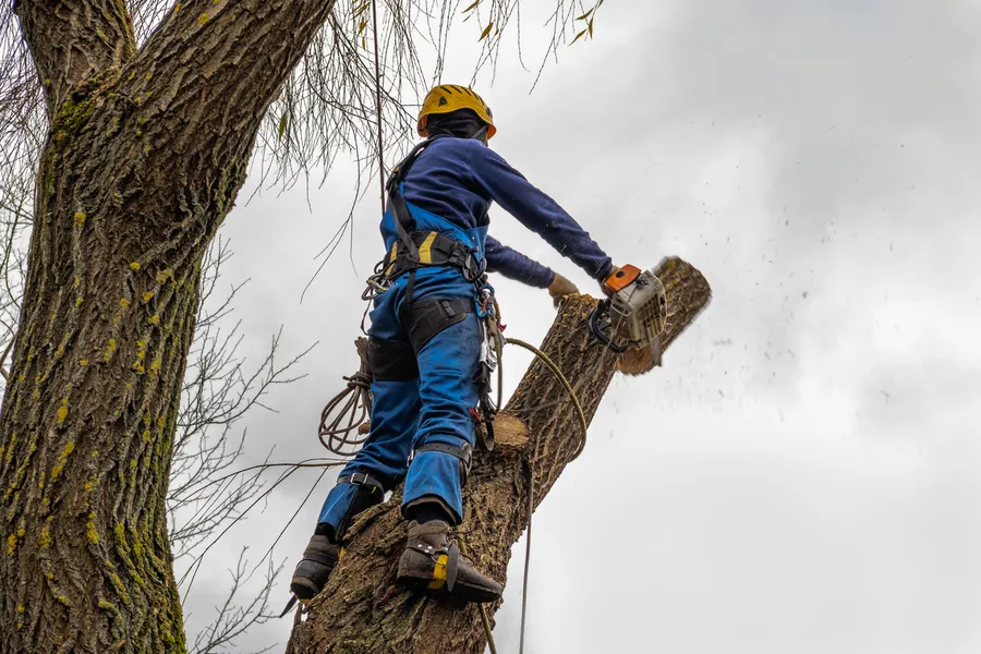 Why Tree Cutting Service Is Essential For Storm Preparation Glenn Dale, MD