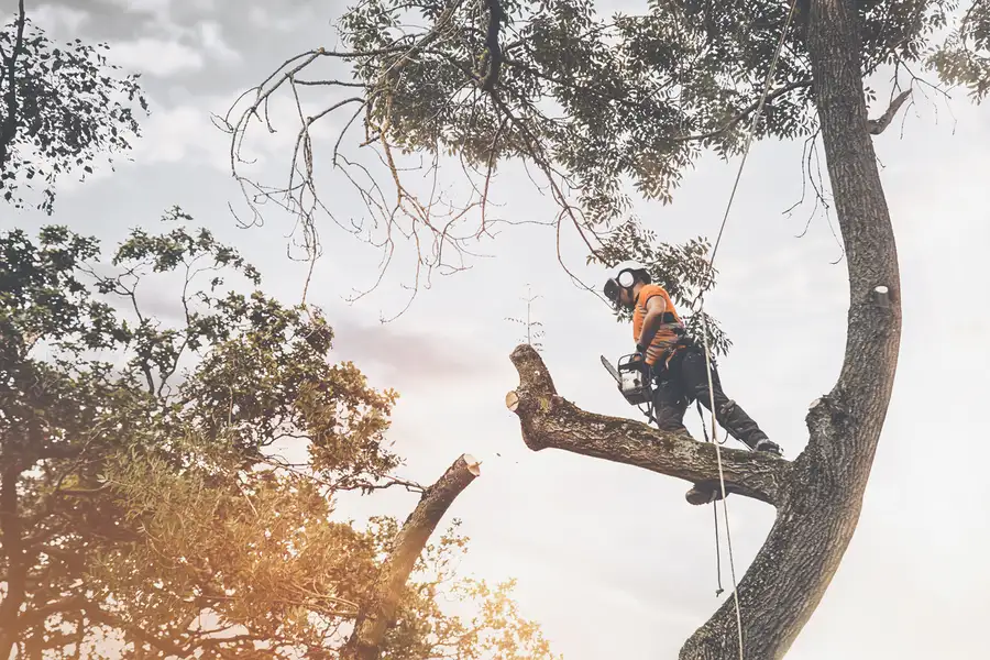 Why Tree Cutting Service Is Essential For Storm Preparation in Glenn Dale, MD